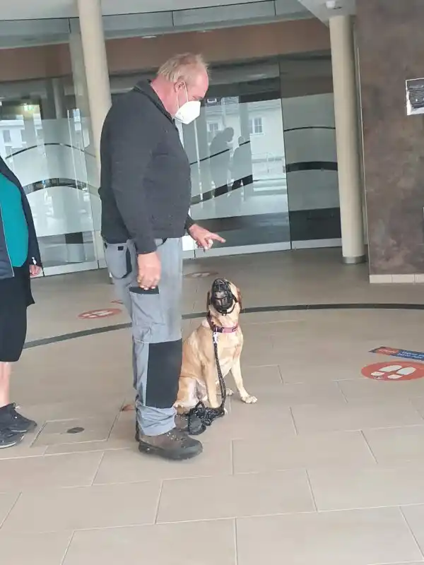 Alltagstraining für Hunde Hundezentrum Askom
