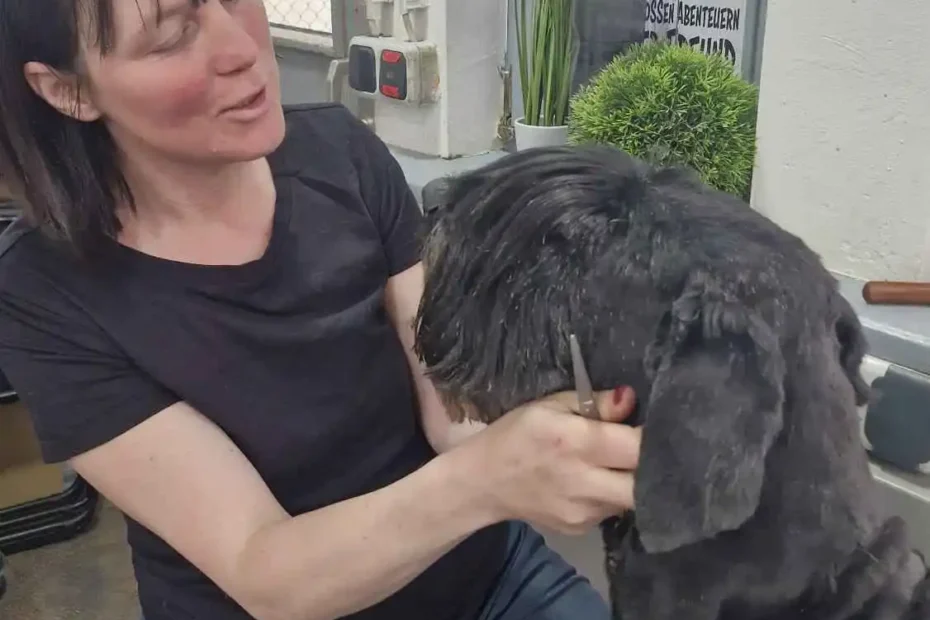 Claudia im Hundesalon des Hundezentrums ASKOM in Bad Tölz bei professioneller Fellpflege und Styling für Hunde – liebevolle Betreuung und fachkundige Pflege.