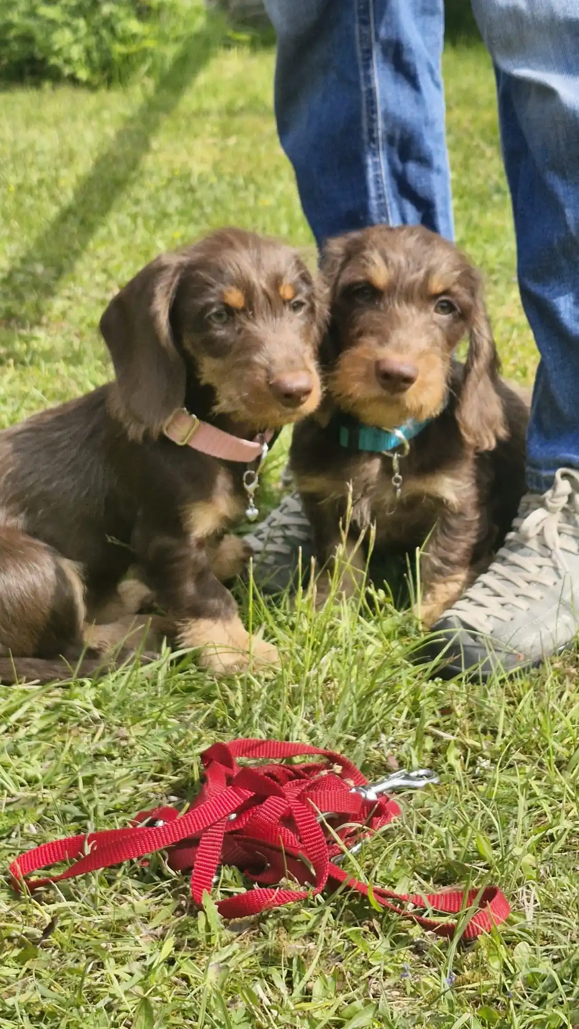 Rückruftraining Hundezentrum Askom